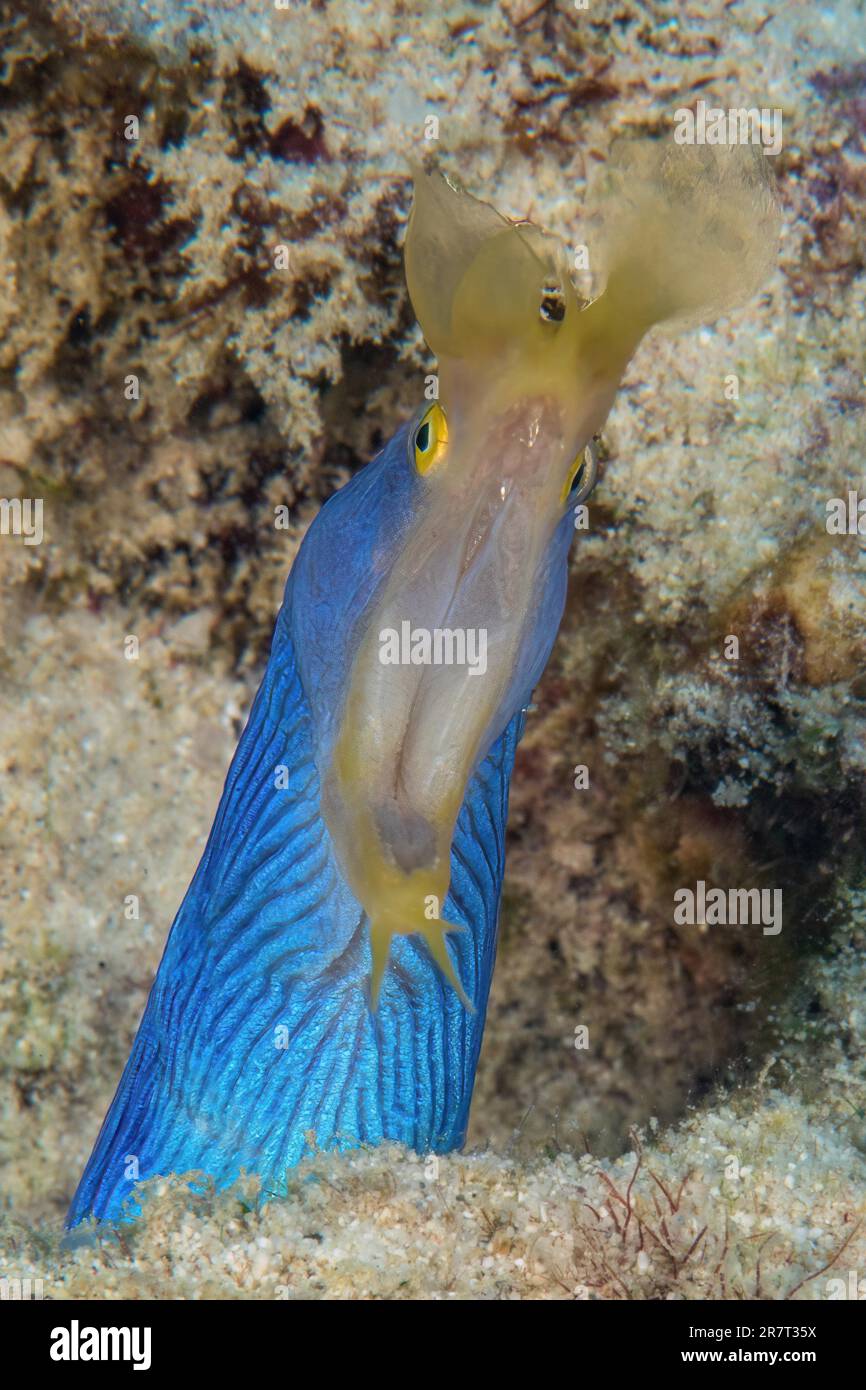 Extreme close-up of head of blue yellow ribbon eel (Rhinomuraena quaesita) nose moray comes out of living cave dwelling tears open mouth, Indian Stock Photo