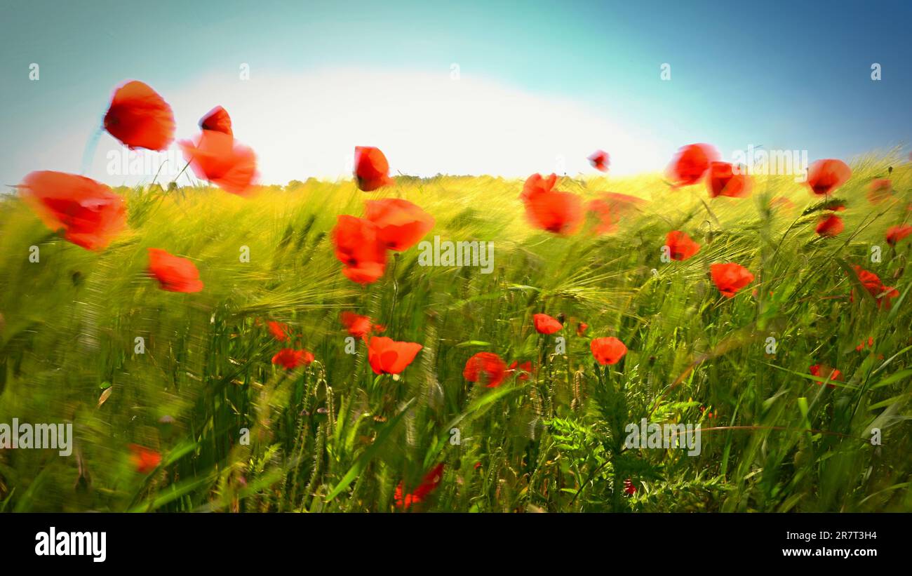 Beautiful red poppies in the field in the wind. Blurred motion art photography. Beautiful summer nature background with red flowers. Stock Photo