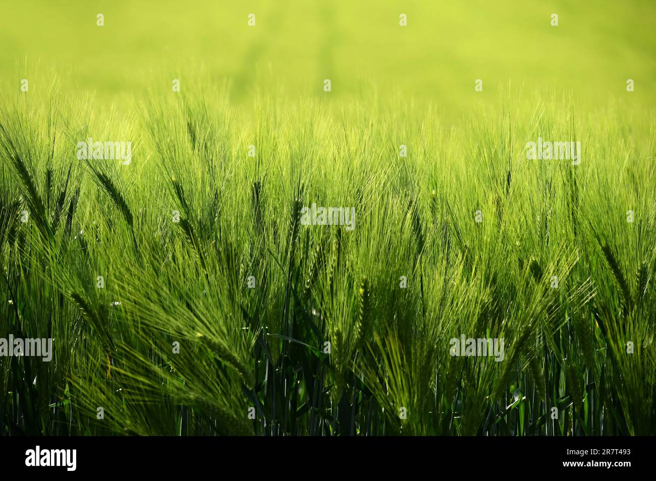 Beautiful fresh green grain on the field. Natural colorful background in summer sunny day. Stock Photo