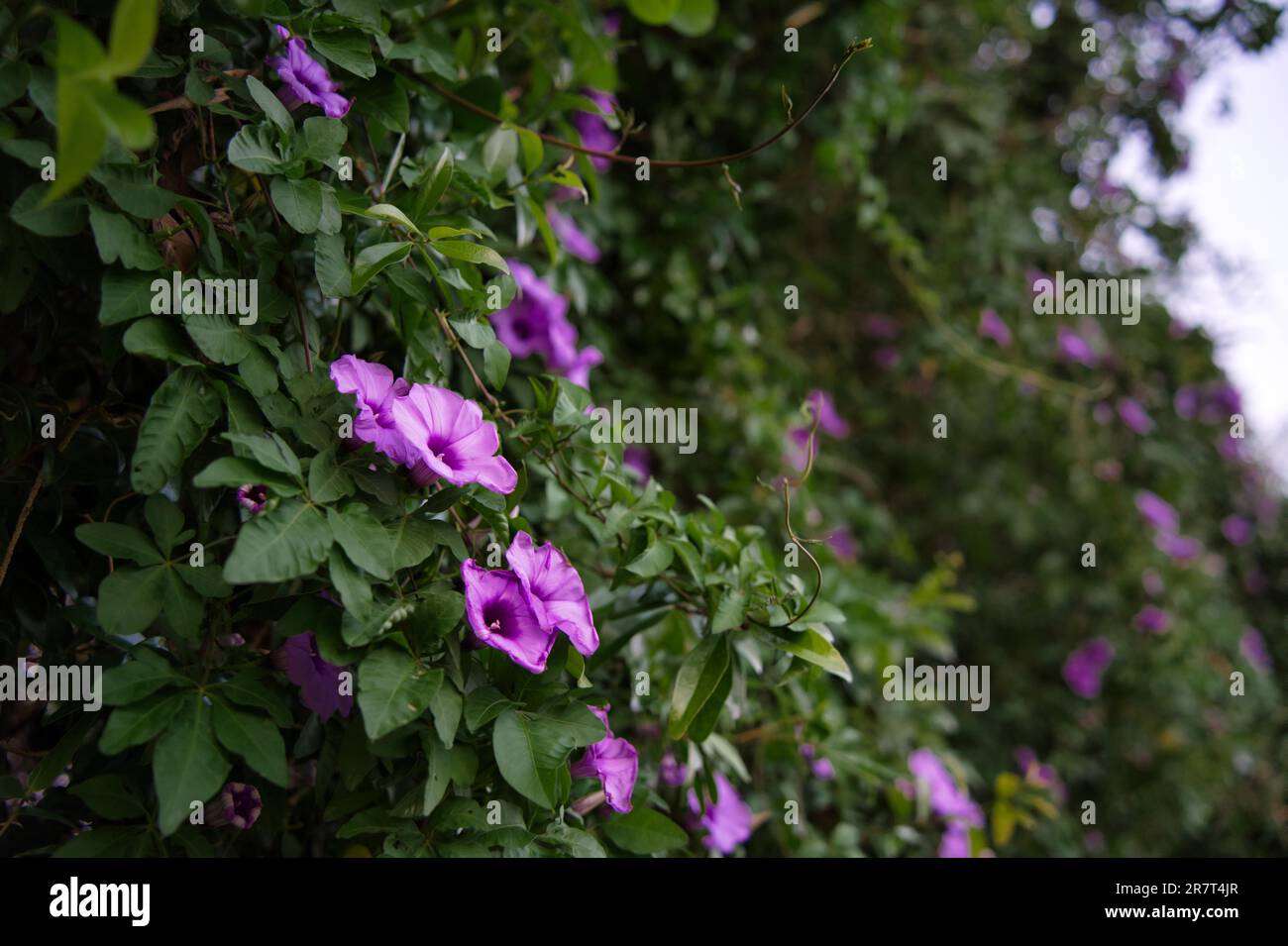 Purple Ipomoea nil (morning glory flowers) close-up shot Stock Photo