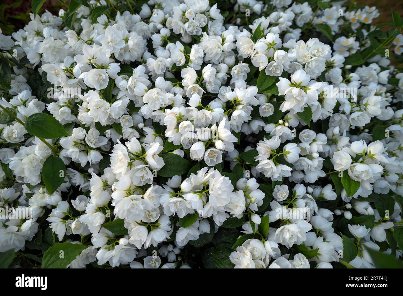 Flowering common jasmine (Jasminum officinale), Bavaria, Germany Stock
