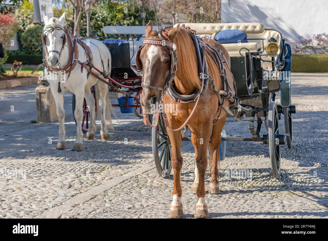 Ronda, malaga, spain Two horses, brown and white with their elegant carriages waiting for the arrival of tourists to visit the city Stock Photo