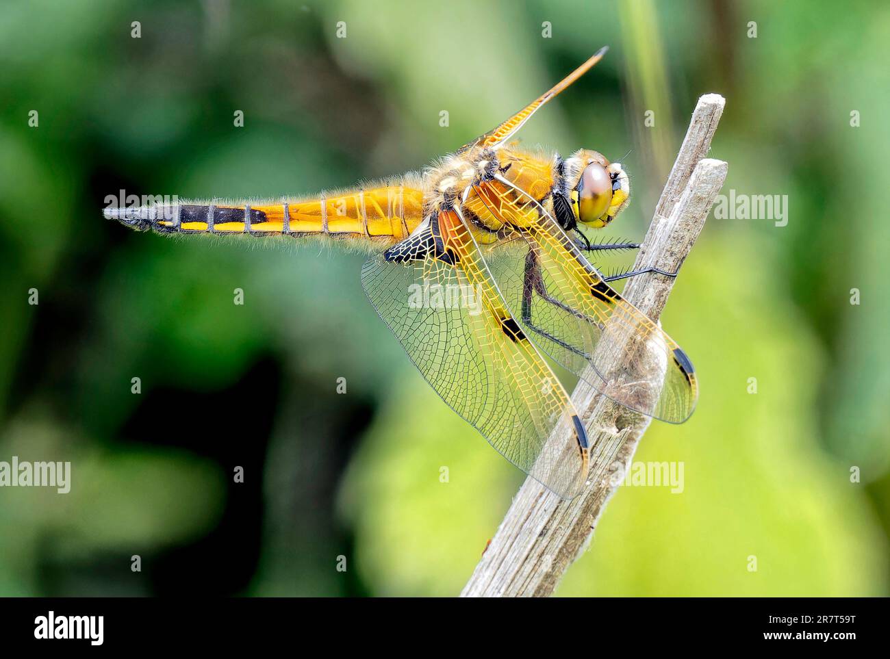 A four spotted chaser dragonfly Stock Photo