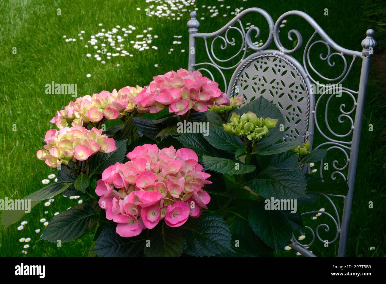 Script Flower Hydrangea Chair Flowering hydrangea (Hydrangea macrophylla) with garden chair Stock ...