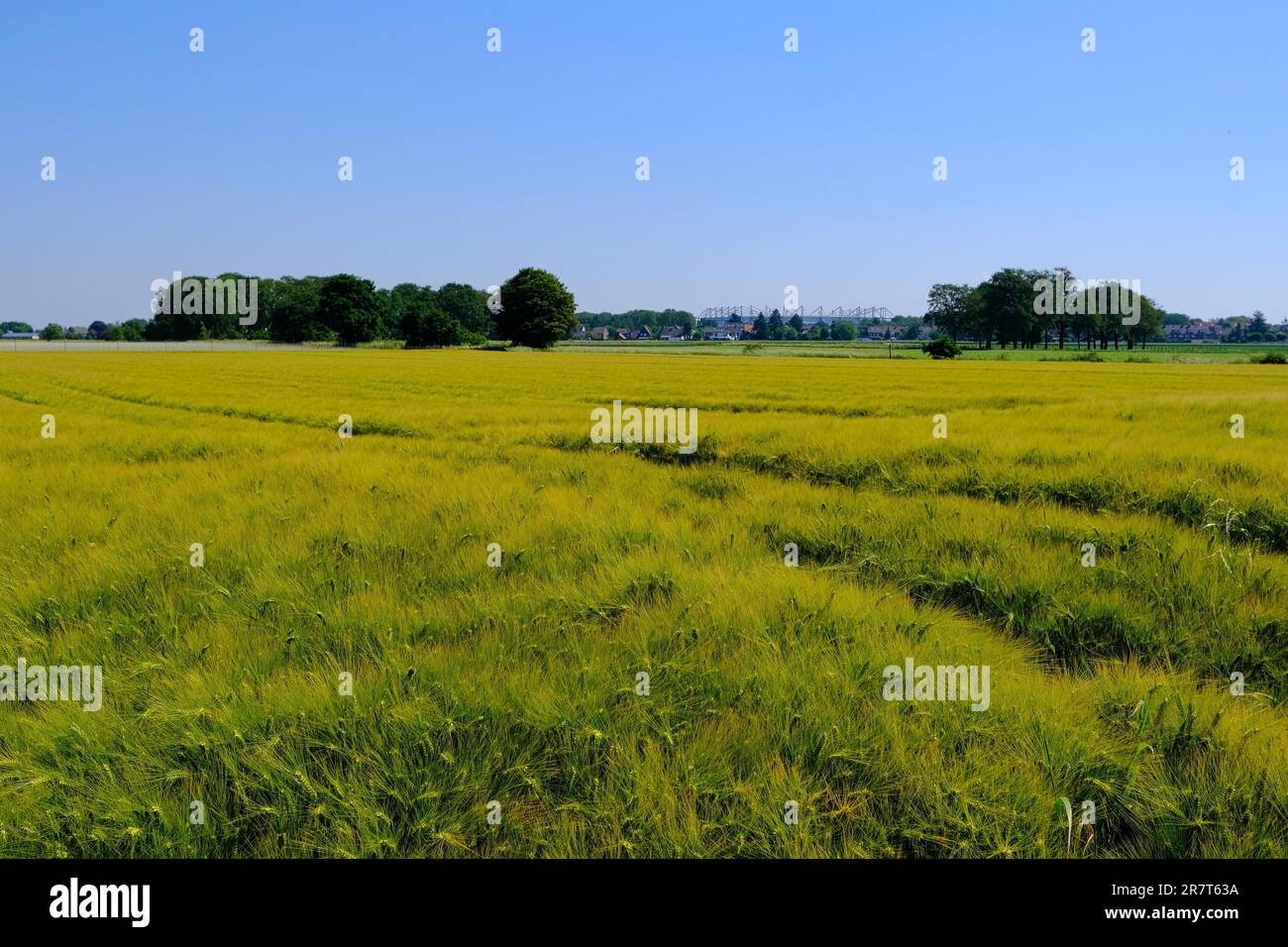 Grain field, behind it a football stadium, Moenchengladbach, Lower Rhine, North Rhine-Westphalia, Germany Stock Photo