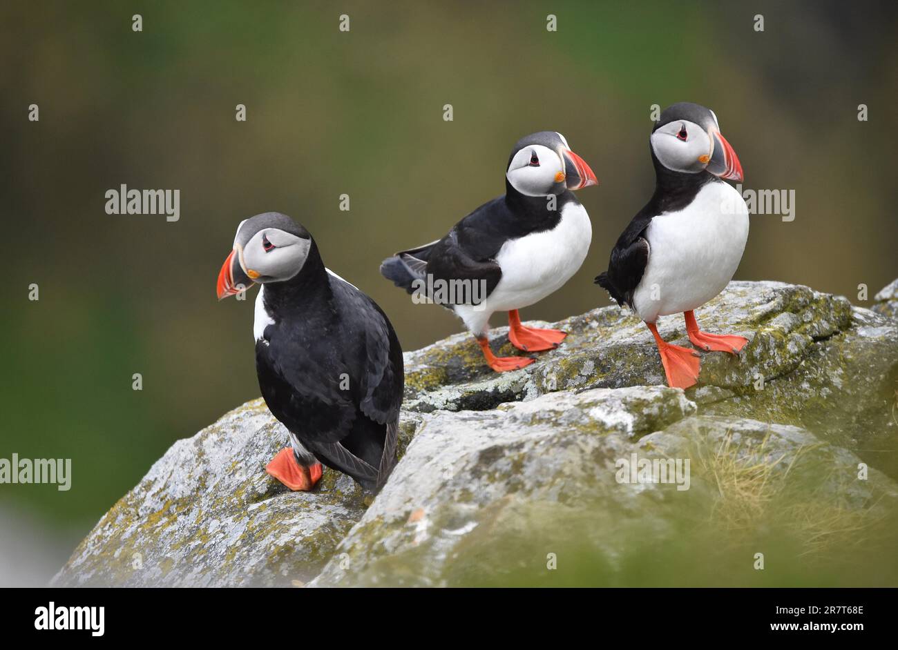 Puffin (Fratercula arctica), Puffin breeding on Runde Island, Heroy, Norway Stock Photo