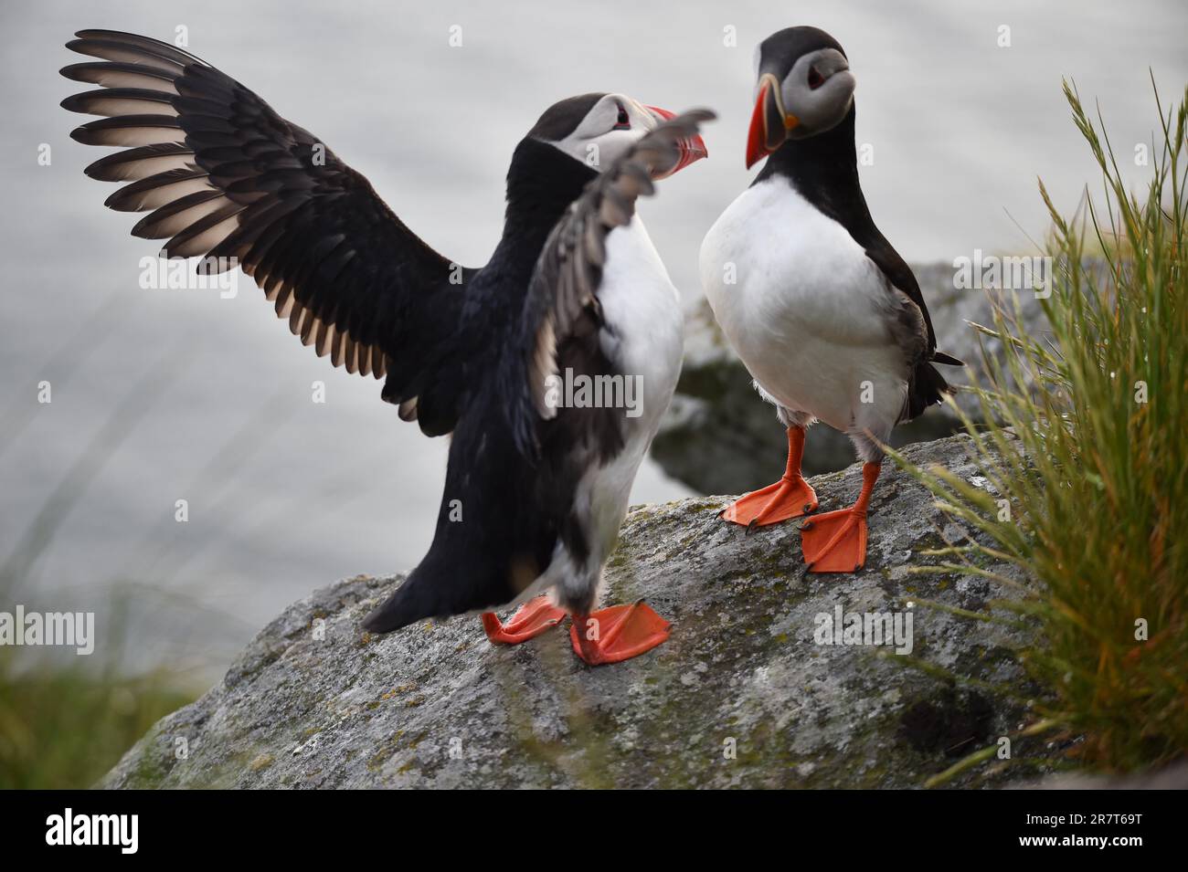 Puffin (Fratercula arctica), Puffin breeding on Runde Island, Heroy, Norway Stock Photo