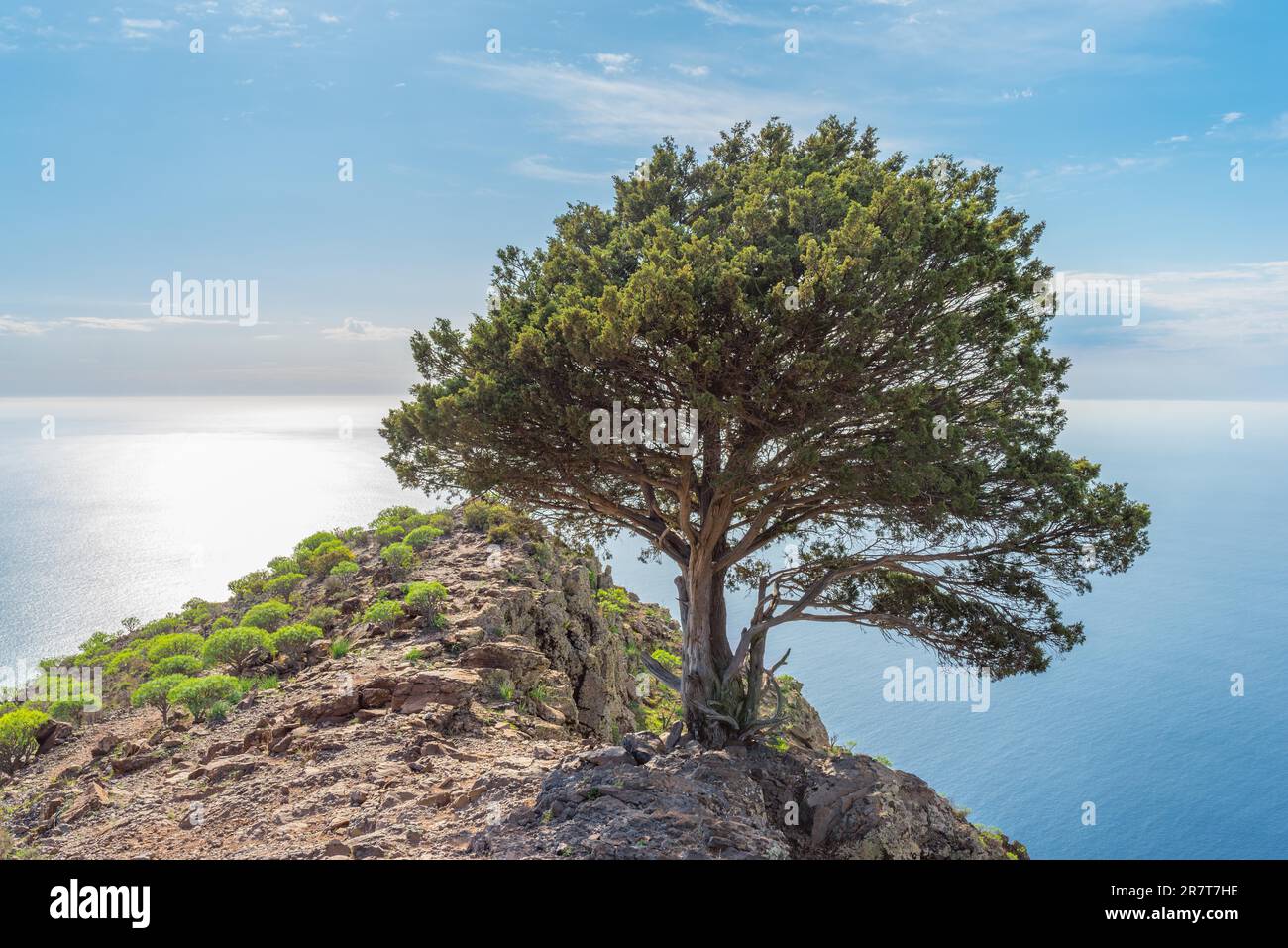 Phoenicean juniper on the La Mercia mountain at the long distance trail ...