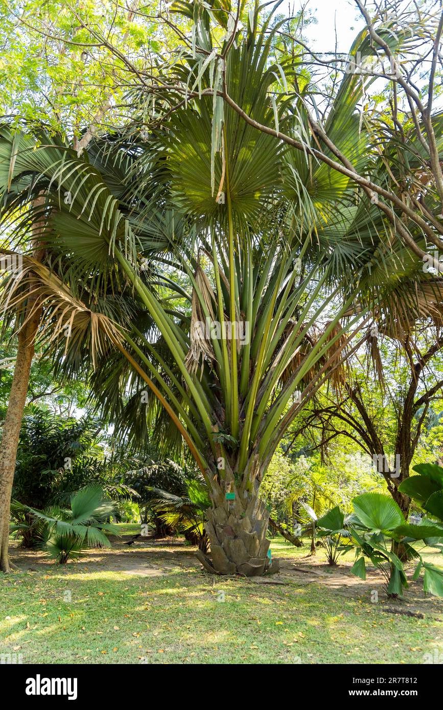 Queen palm tree hi-res stock photography and images - Alamy