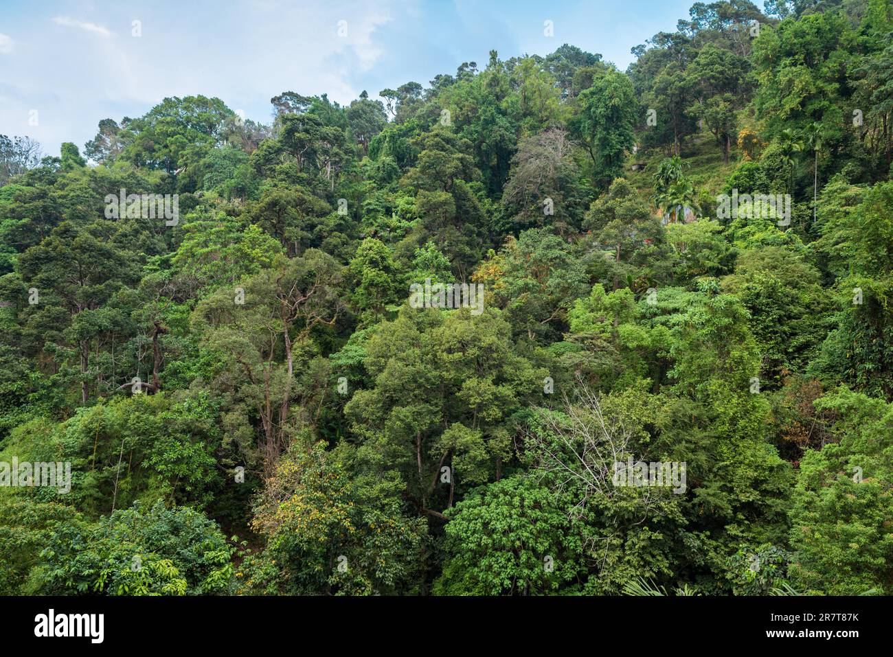 The Penang National Park, previously known as the Pantai Acheh Forest Reserve, located at the northwestern tip of Penang Island Stock Photo