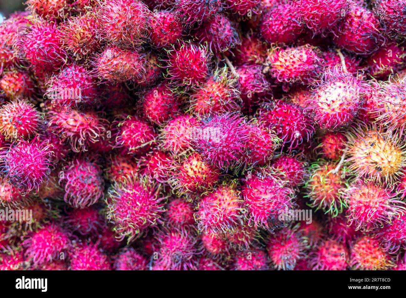 Close-up of rambutan fruits of a greengrocer at a market stall in the Chinatow of Kuala Lumpur. The deliciouse fruit is native in southeast Asia Stock Photo