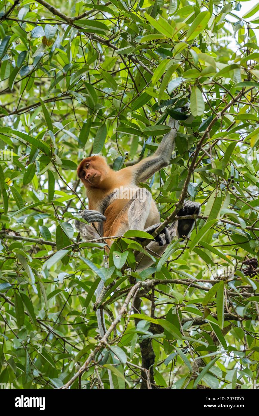 Proboscis monkey, Endangered, Borneo, Long Nose