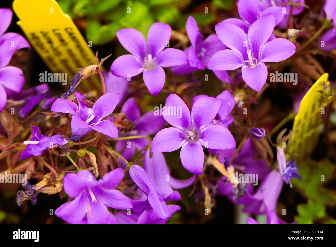 BBC gardens, Birmingham, UK 2023 Stock Photo - Alamy