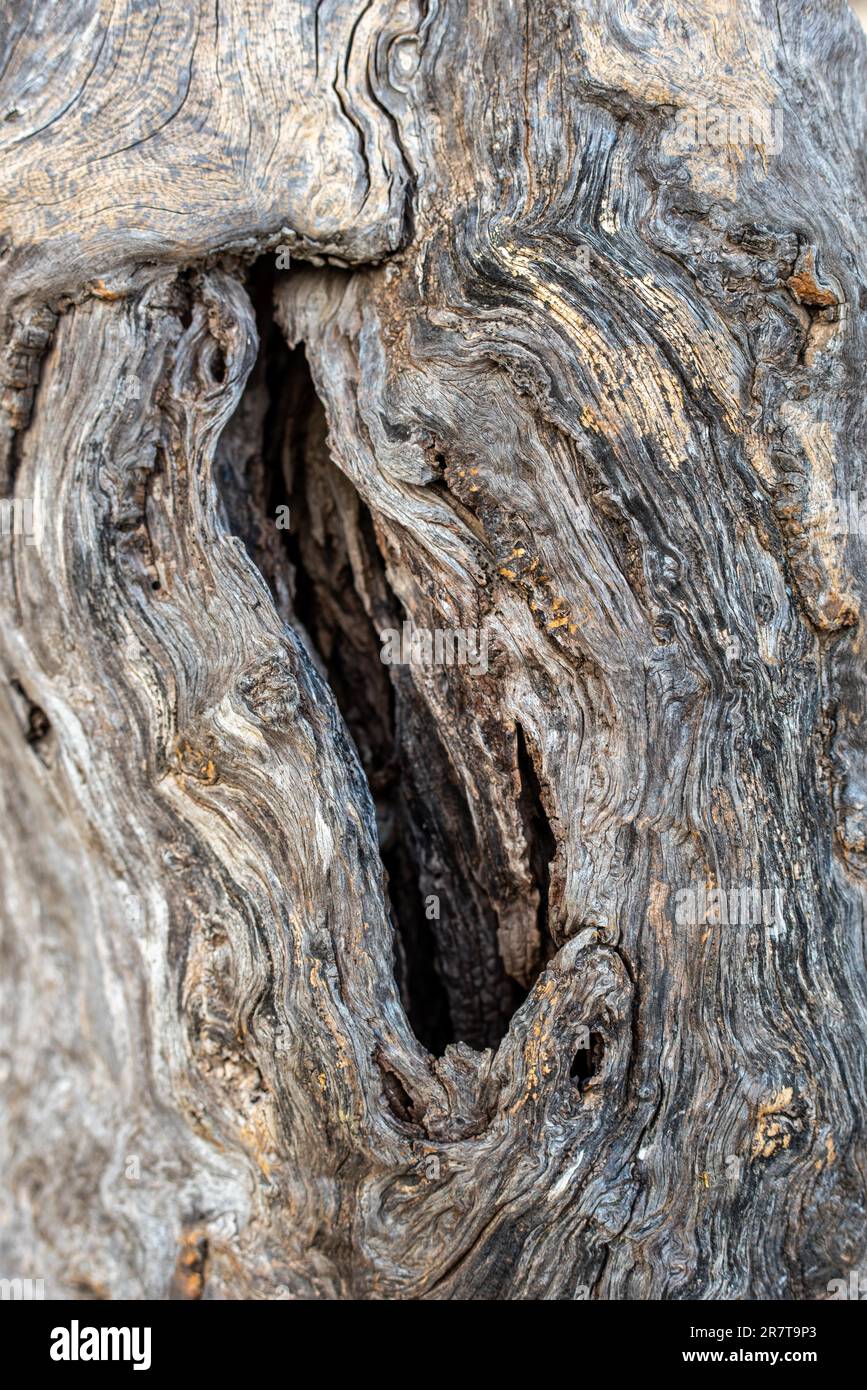 Knothole and gnarled trunk of an Olive tree in an olive grove in the south of Crete. Olive trees are an integral part of Cretan-Greek agriculture and Stock Photo