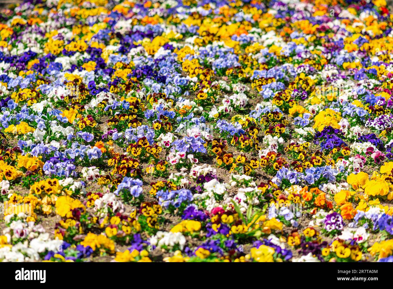 Garden pansies in a flower bed of the urban park Planten un Blomen in the heart of the city of Hamburg. The park is a very popular green space with a Stock Photo