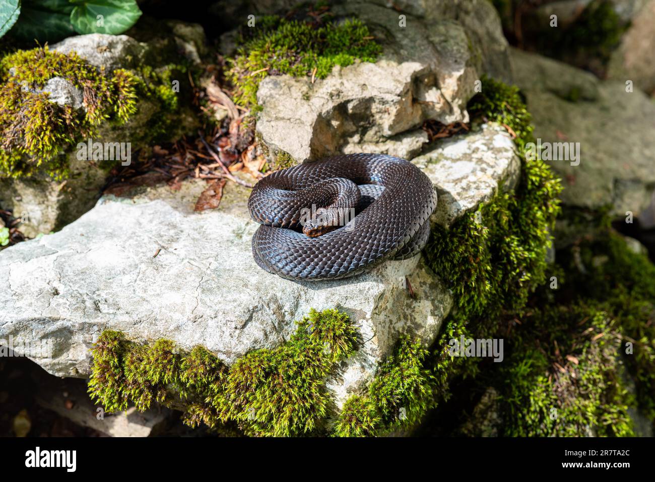 (Vipera) berus, the common European adder, is a venomous snake that is extremely widespread and can be found throughout most of central and eastern Stock Photo