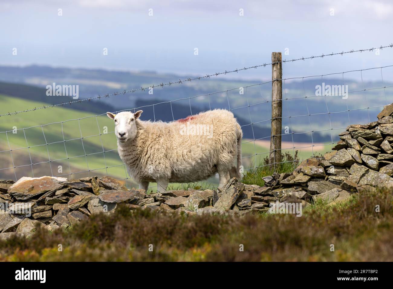 Sheep in front of dry stone wall and barbed wire, Moel Famau, Wales, Great Britain Stock Photo