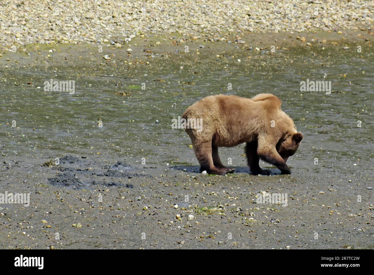 Grizzly looking for shells on the beach, National Park, Khutzeymateen Grizzly Bear Sanctuary, Prince Rupert, British Columbia, Canada Stock Photo