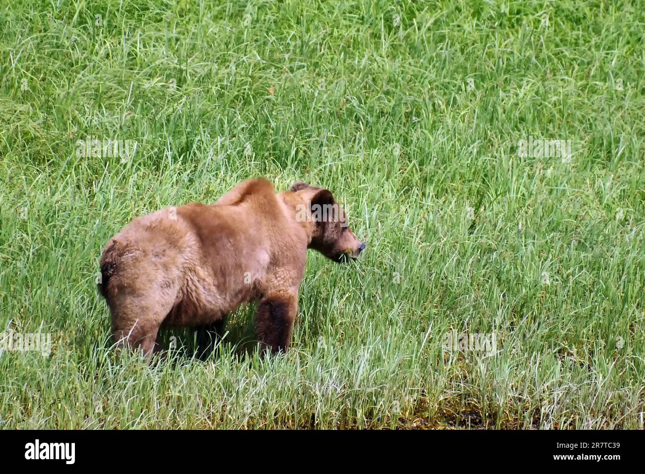 Grizzly in the meadow, eating protein grass, National Park, Khutzeymateen Grizzly Bear Sanctuary, Prince Rupert, British Columbia, Canada Stock Photo