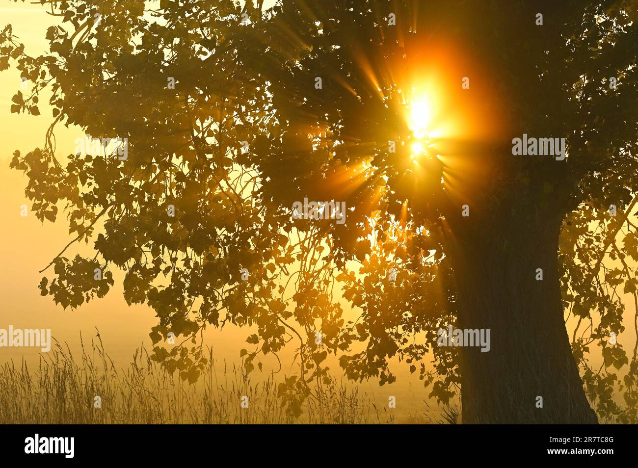 Autumn poplar (Populus x canadensis) in backlight with sun, Lower Rhine, North Rhine-Westphalia, Germany Stock Photo