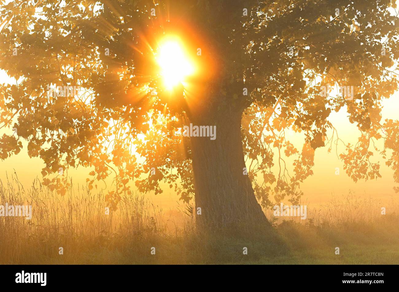 Autumn poplar (Populus x canadensis) in backlight with sun, Lower Rhine, North Rhine-Westphalia, Germany Stock Photo