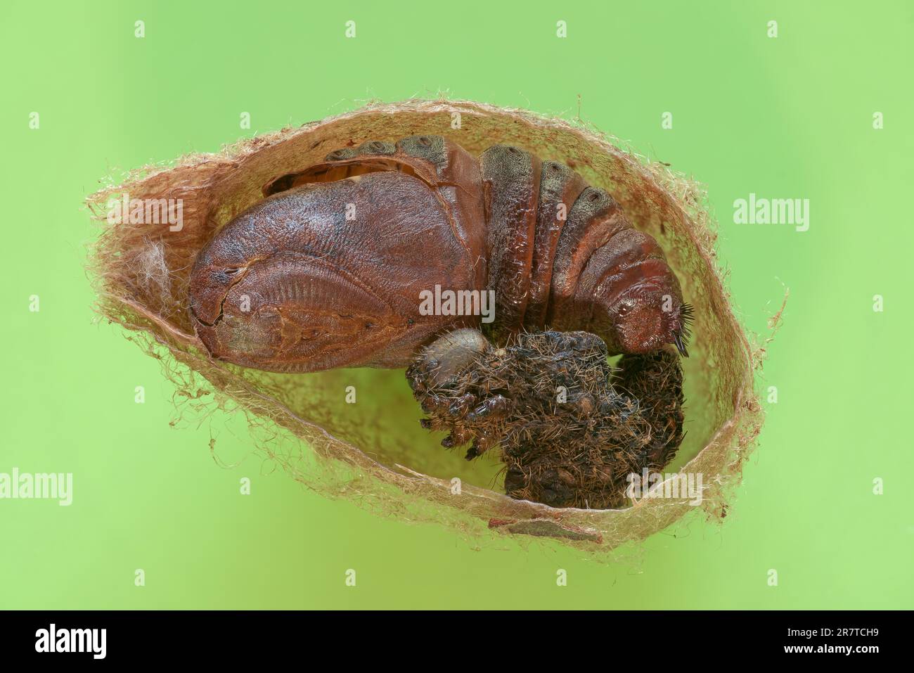 Small emperor moth (Saturnia pavonia), cocoon cut open with pupa and