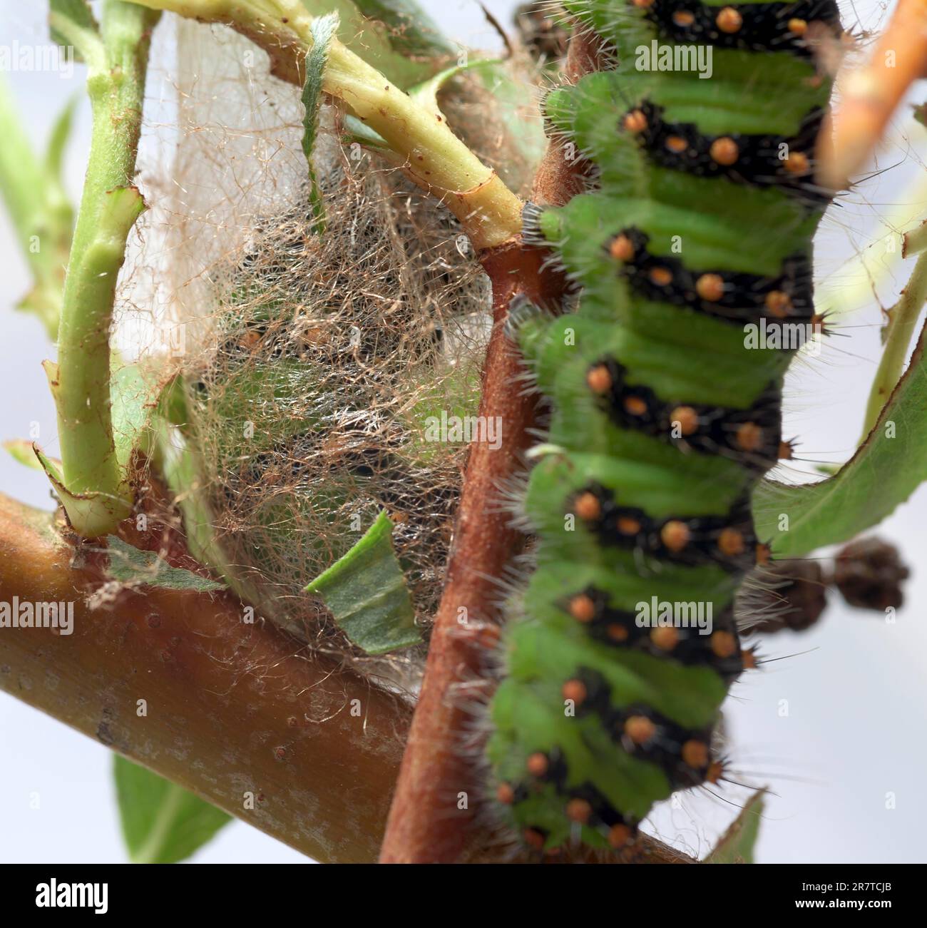 Breeding of caterpillars of the small night peacock (Saturnia pavonia