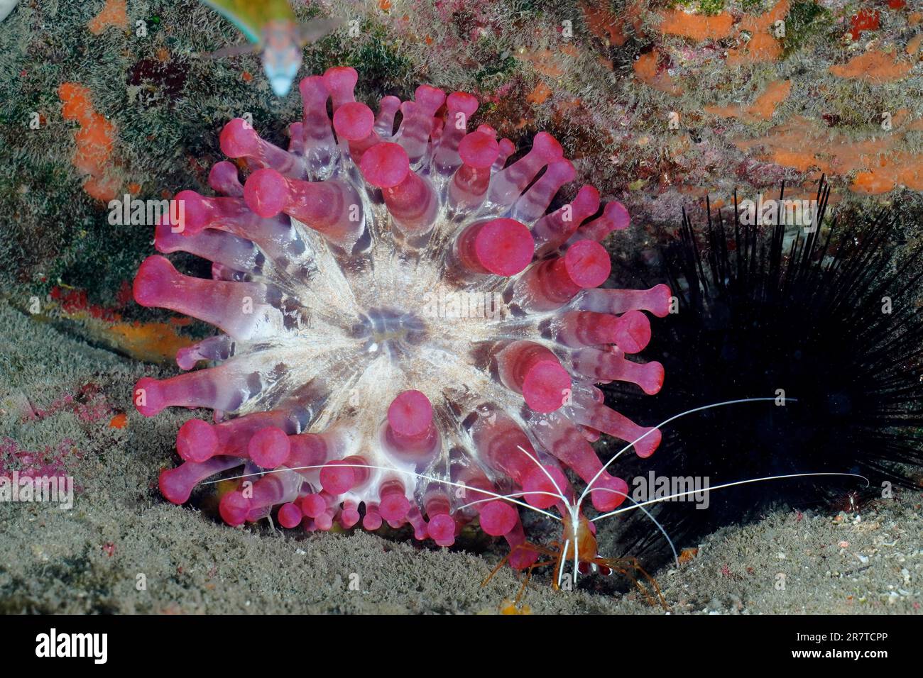 Pink club-tipped anemone (Telmatactis cricoides) with Atlantic pacific cleaner shrimp (Lysmata grabhami), El Cabron marine reserve dive site, Tufia Stock Photo