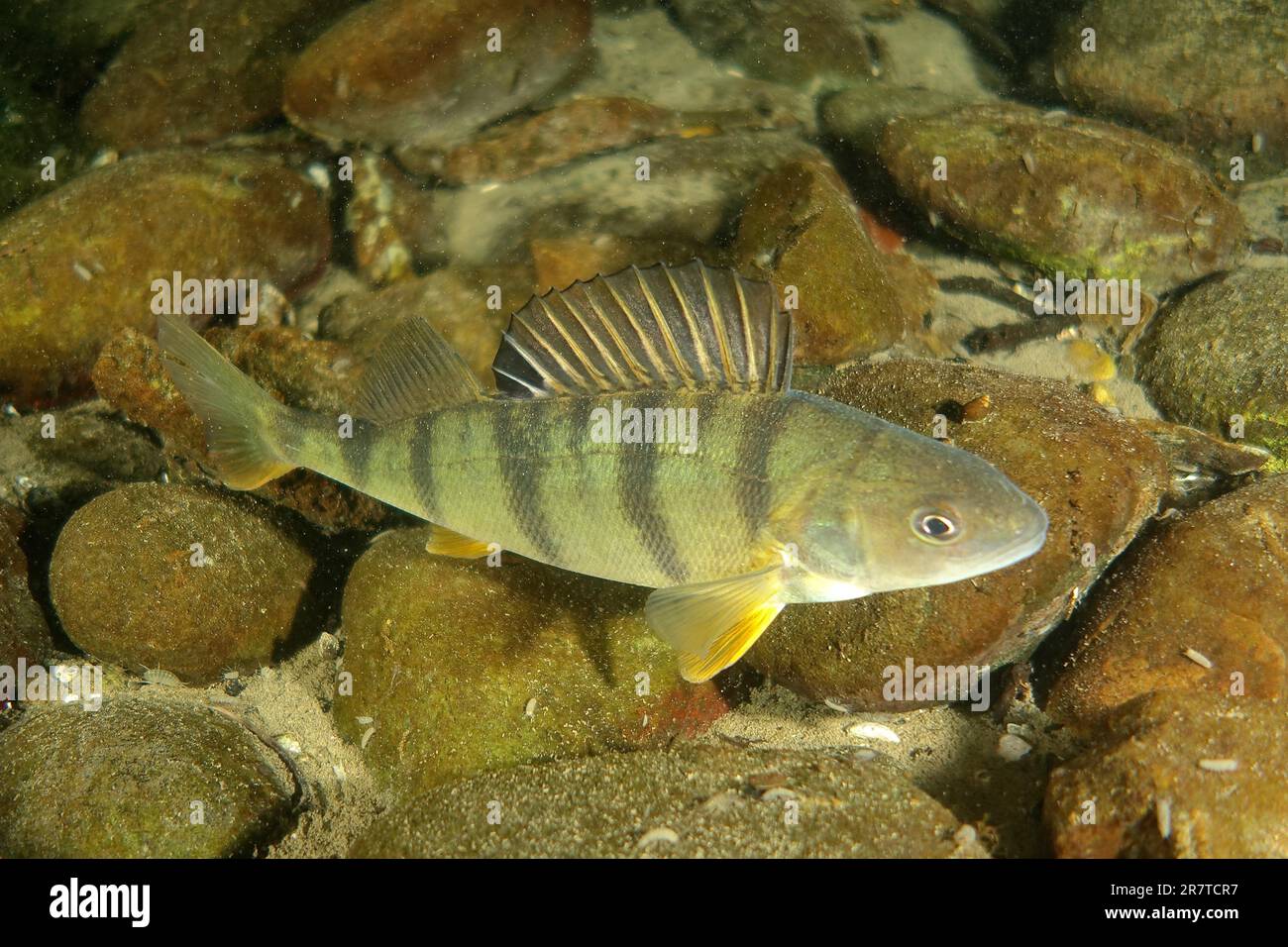 European perch (Perca fluviatilis), perch, at night, Zollbruecke dive site, Rheinau, Rhine, High Rhine, Switzerland, Germany Stock Photo