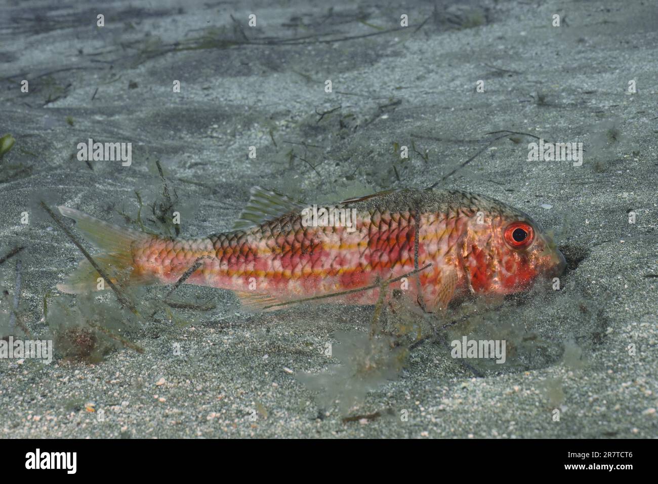 Striped red mullet (Mullus surmuletus) foraging. Dive site El Cabron Marine Reserve, Arinaga, Gran Canaria, Spain, Atlantic Ocean Stock Photo