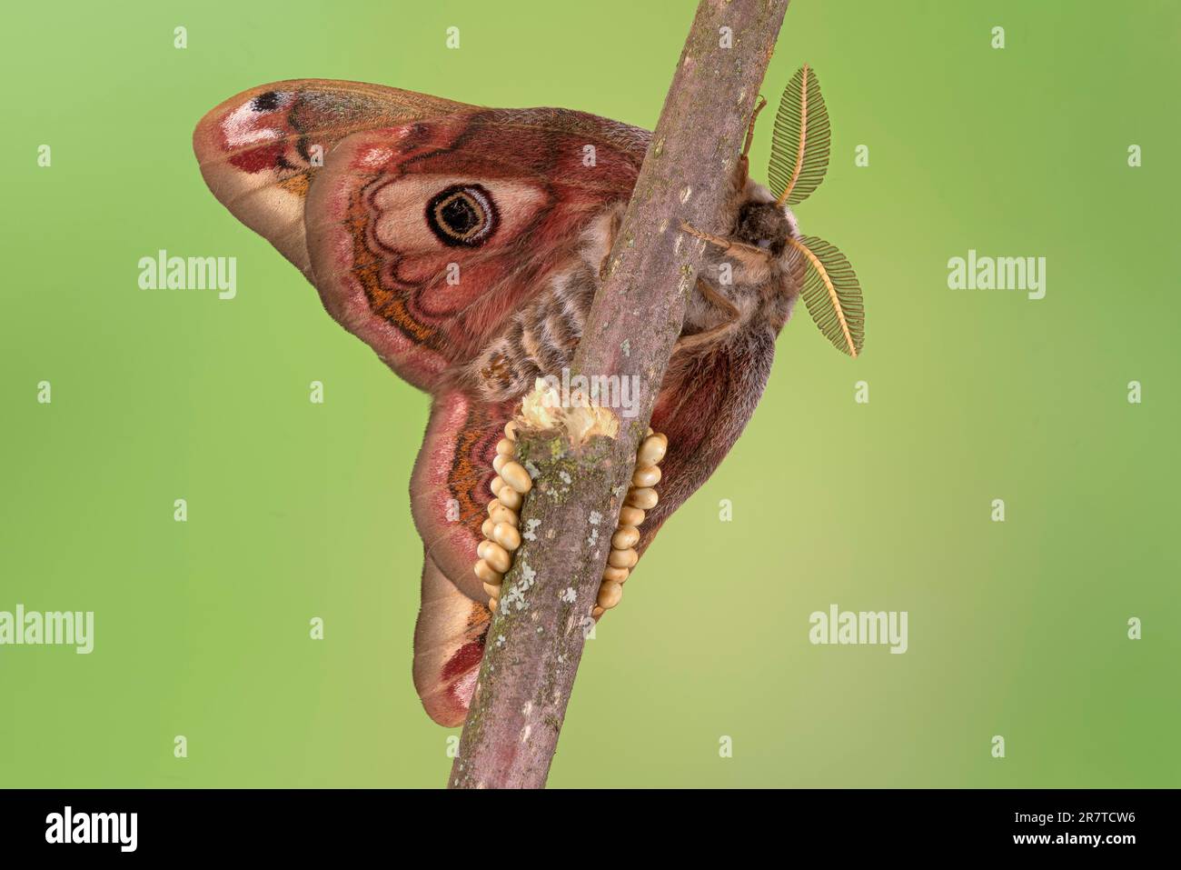 Male emperor egg hi-res stock photography and images - Alamy