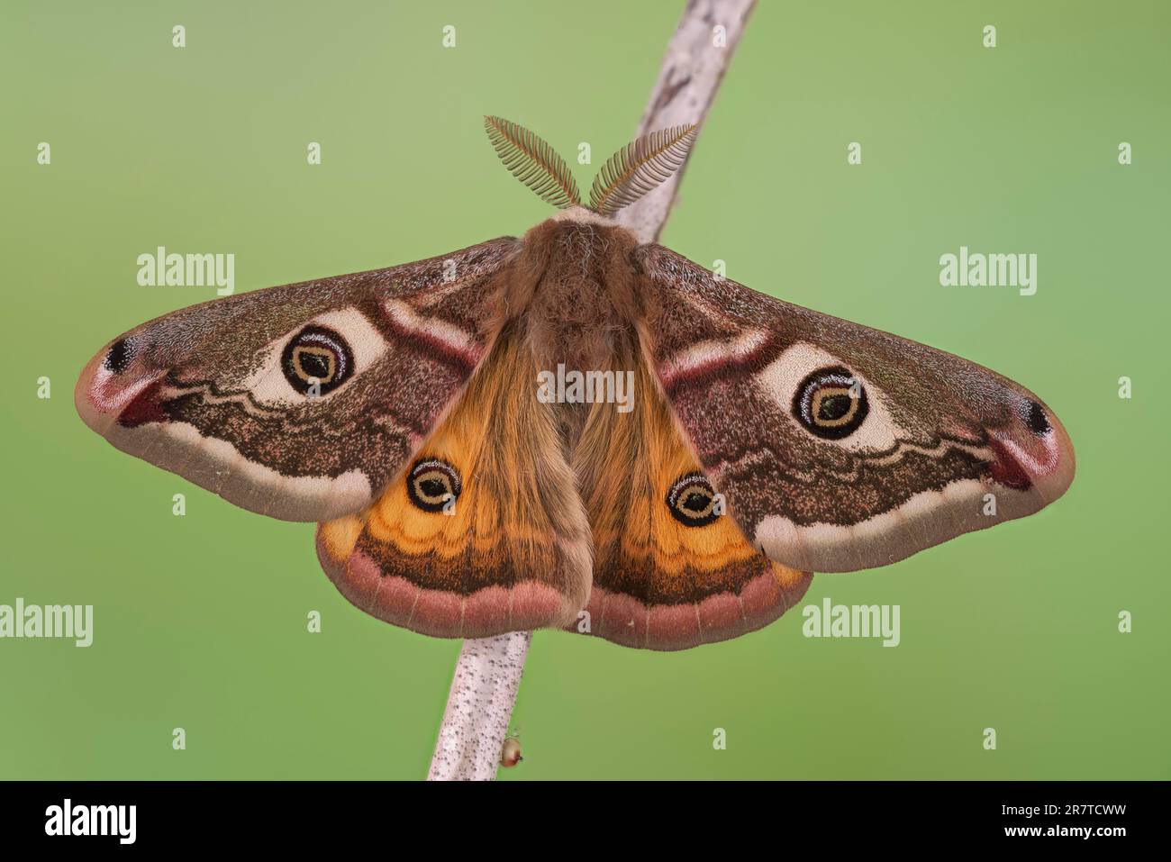 Small emperor moth saturnia pavonia male hi-res stock photography and ...