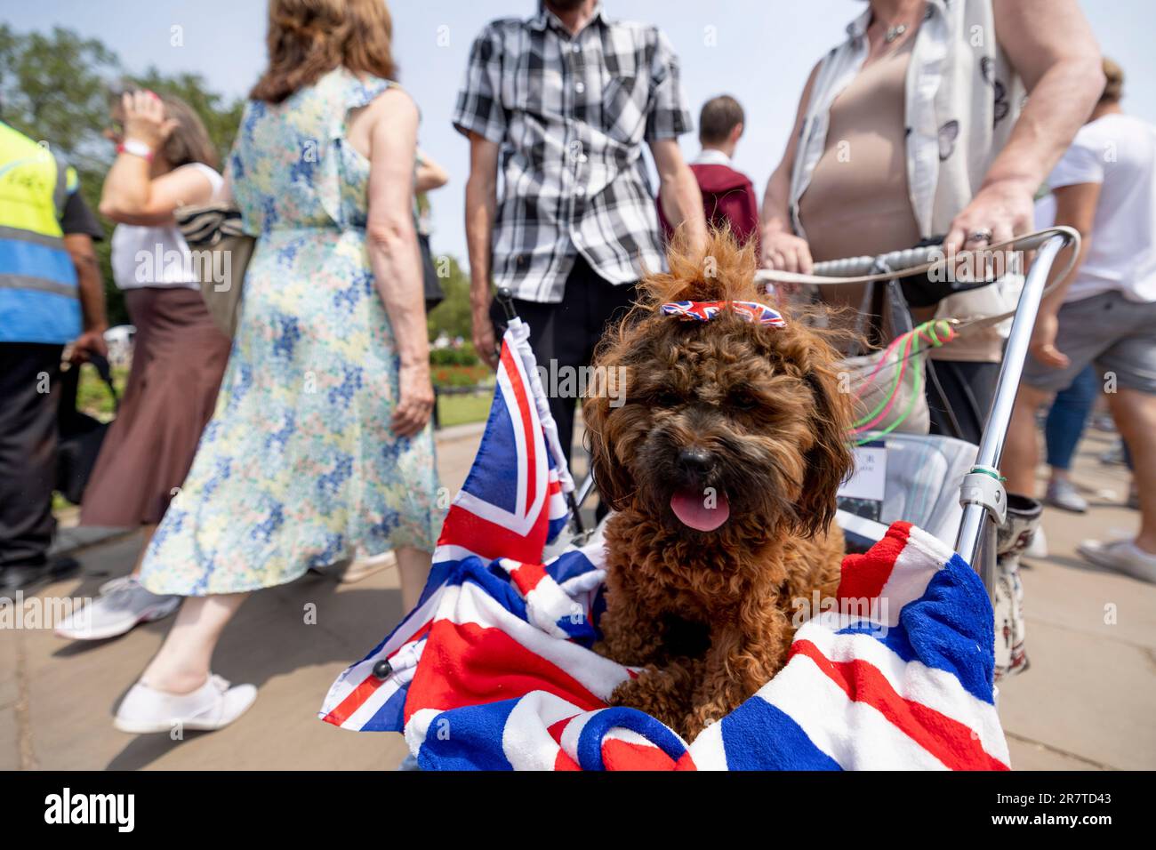 London, UK. 17th June, 2023. A poodle dog dressed in Union Jack pattern by her Royal Fan owner to celebrate the Trooping the Colour. King Charles leads his first Trooping the Colour in London, United Kingdom, since he inherited the Commonwealth realm as the monarch. Credit: SOPA Images Limited/Alamy Live News Stock Photo