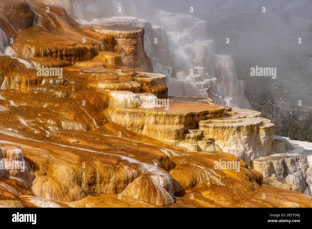Canary Spring Sinter Pool, Mammoth Hot Springs, Yellowstone National Park, Wyoming, USA Stock Photo