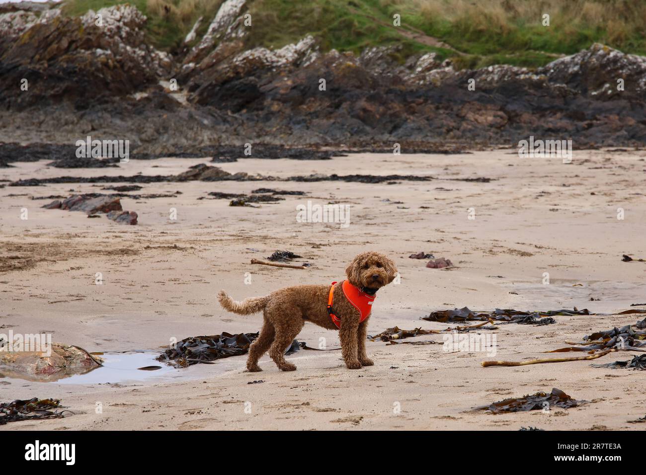 dog on beach Stock Photo