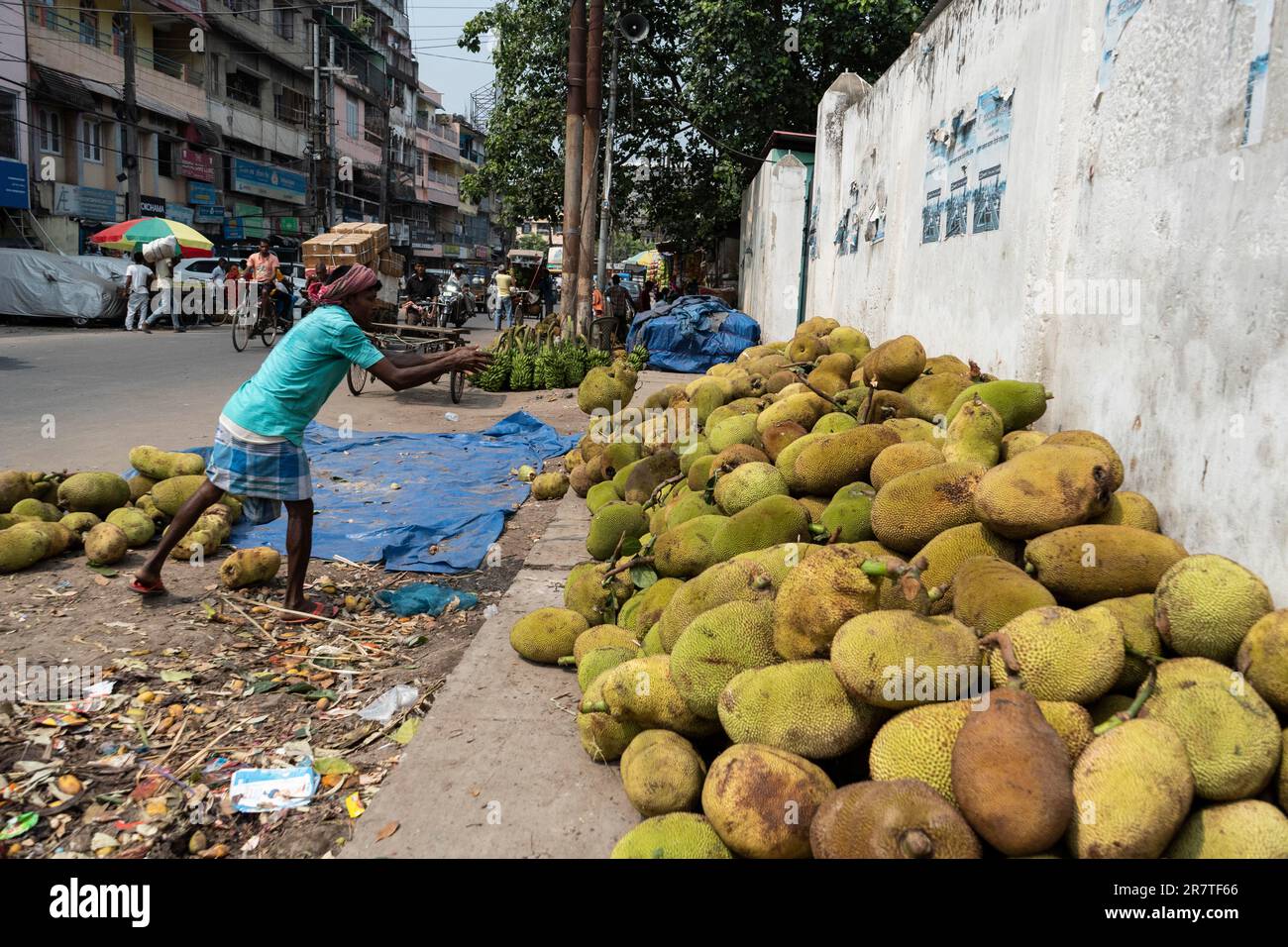 Guwahati, India. June 7, 2023. Street vendor arranges pile of jackfruits for sell, on June 7, 2023 in Guwahati, India. Jackfruit is a large tropical Stock Photo