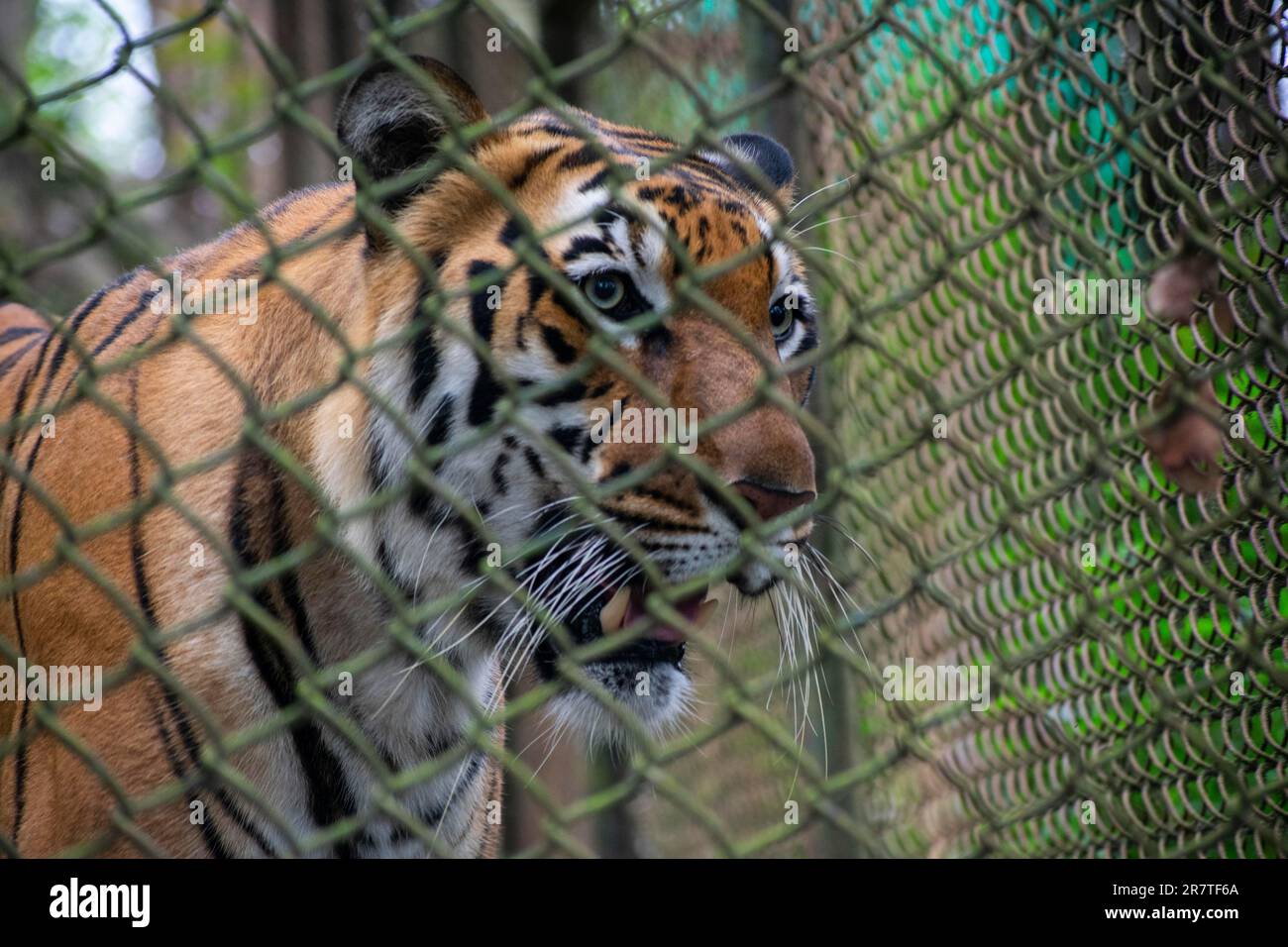 DARJEELING, INDIA, MAY 24: A royal Bengal tiger inside an enclosure at Padmaja Naidu Himalayan Zoological Park, in Darjeeling, India on May 24, 2023. Stock Photo