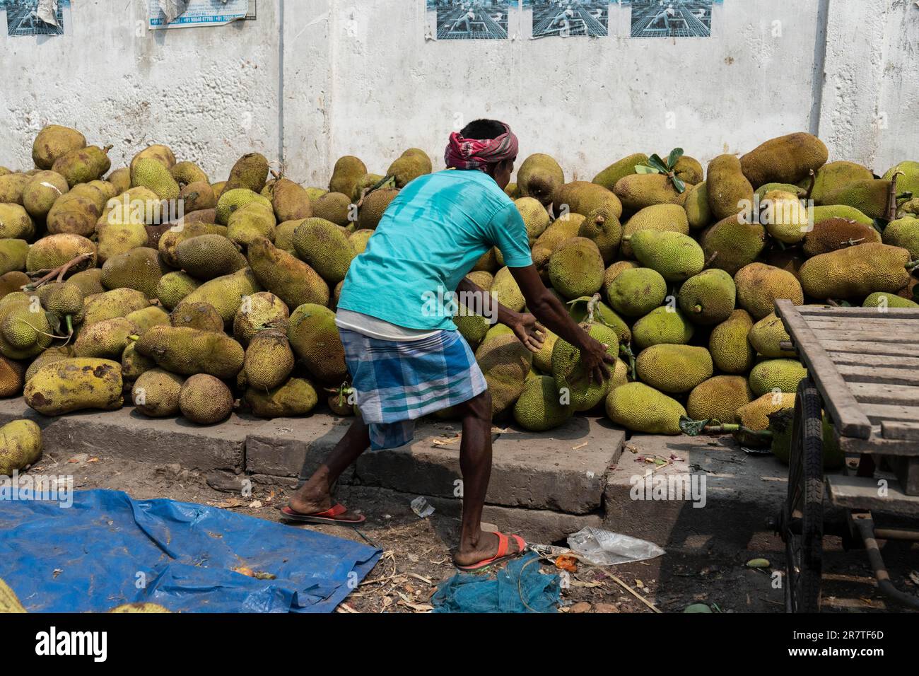 Guwahati, India. June 7, 2023. Street vendor arranges pile of jackfruits for sell, on June 7, 2023 in Guwahati, India. Jackfruit is a large tropical Stock Photo