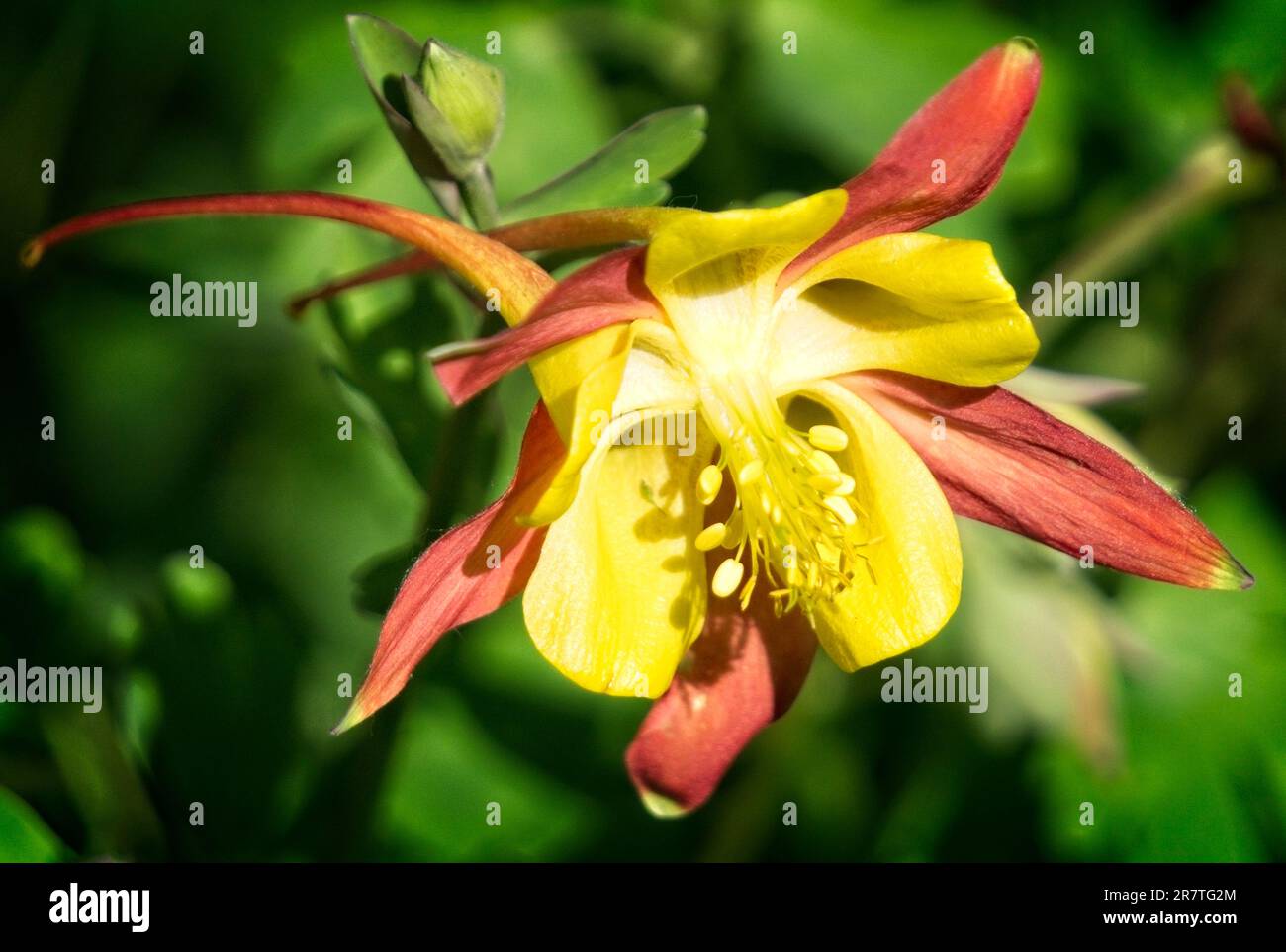 Columbine flowers Reader Rock Garden Calgary Alberta Stock Photo Alamy