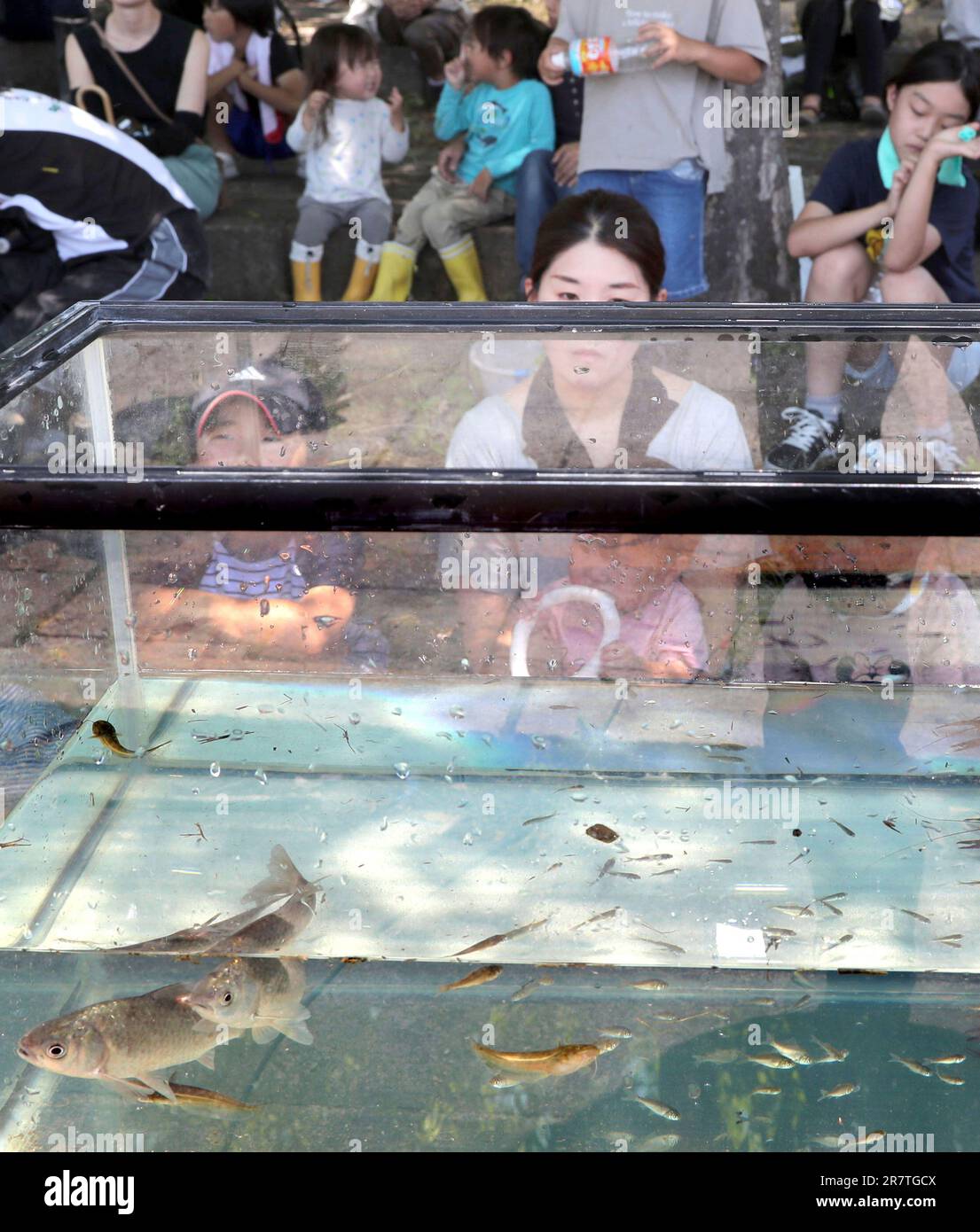 Fish caught in a net is shown in a water tank during the Sakana