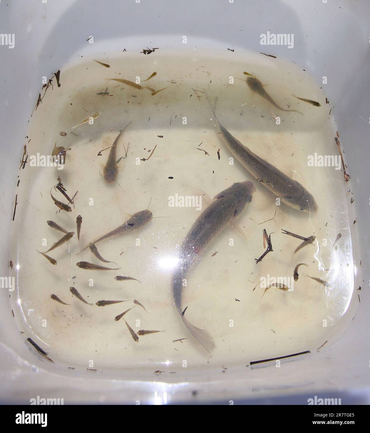 Fish caught in a net is shown in a water tank during the  Sakana-no-yurikago-suiden Mai ( the rice from cradle paddy of fishes)  Project in Yasu, Shiga Prefecture on June 17, 2023.