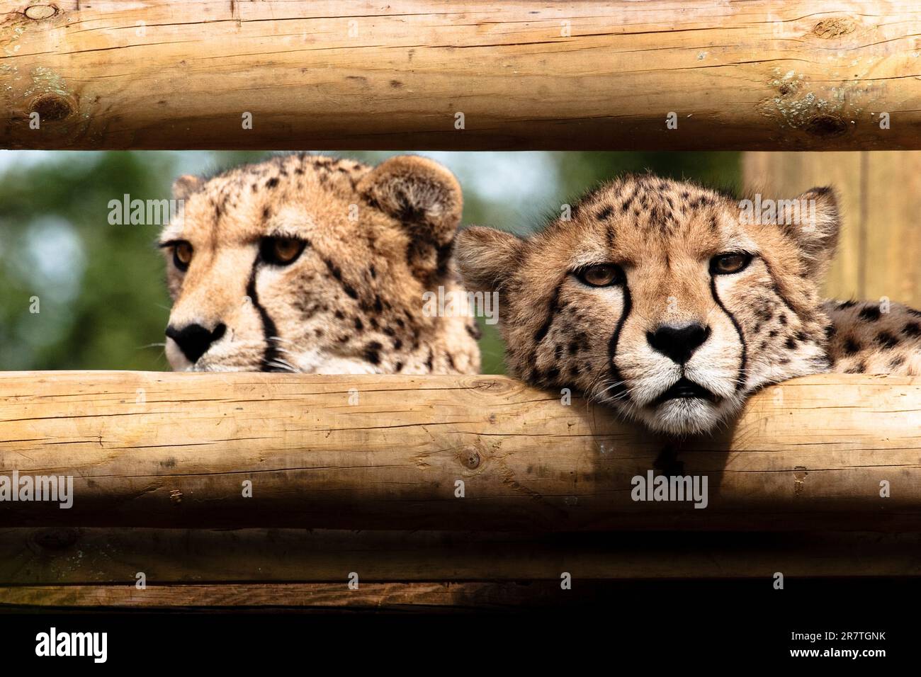 Paradise wildlife park hi-res stock photography and images - Alamy