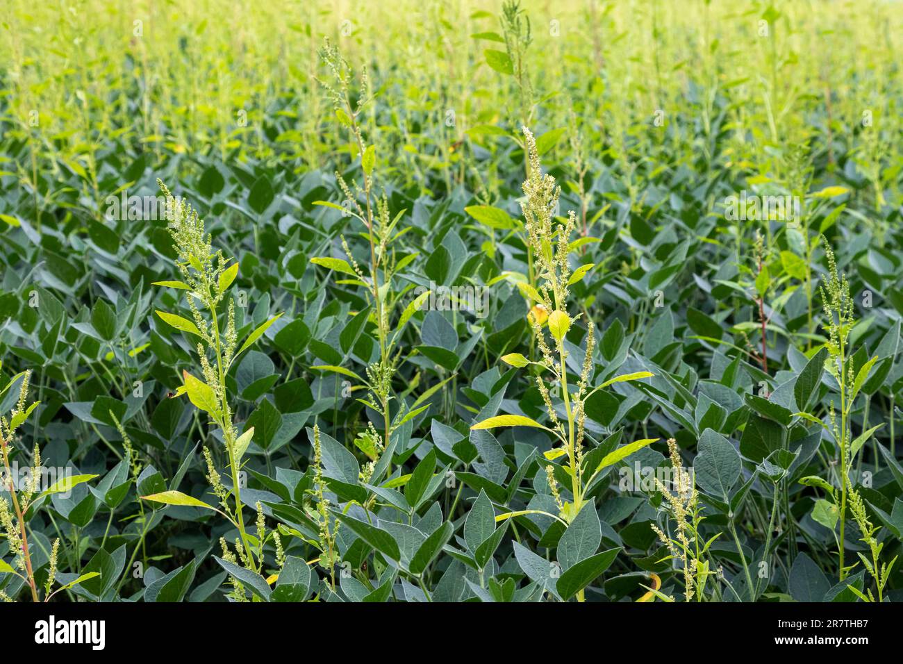 Soybean field weed hi-res stock photography and images - Alamy