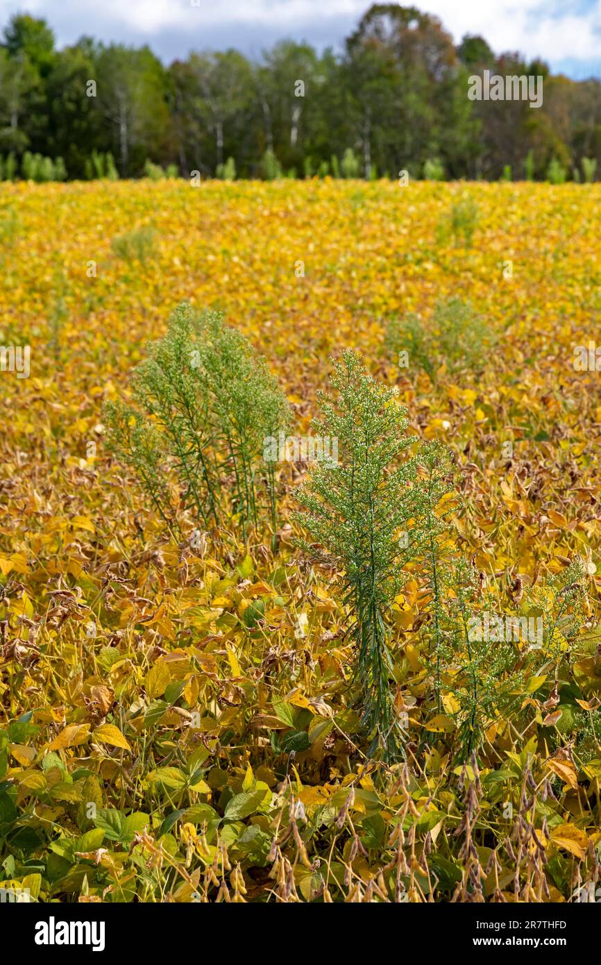 Wattsburg, Pennsylvania, Horseweed (Erigeron canadensis or Conyza