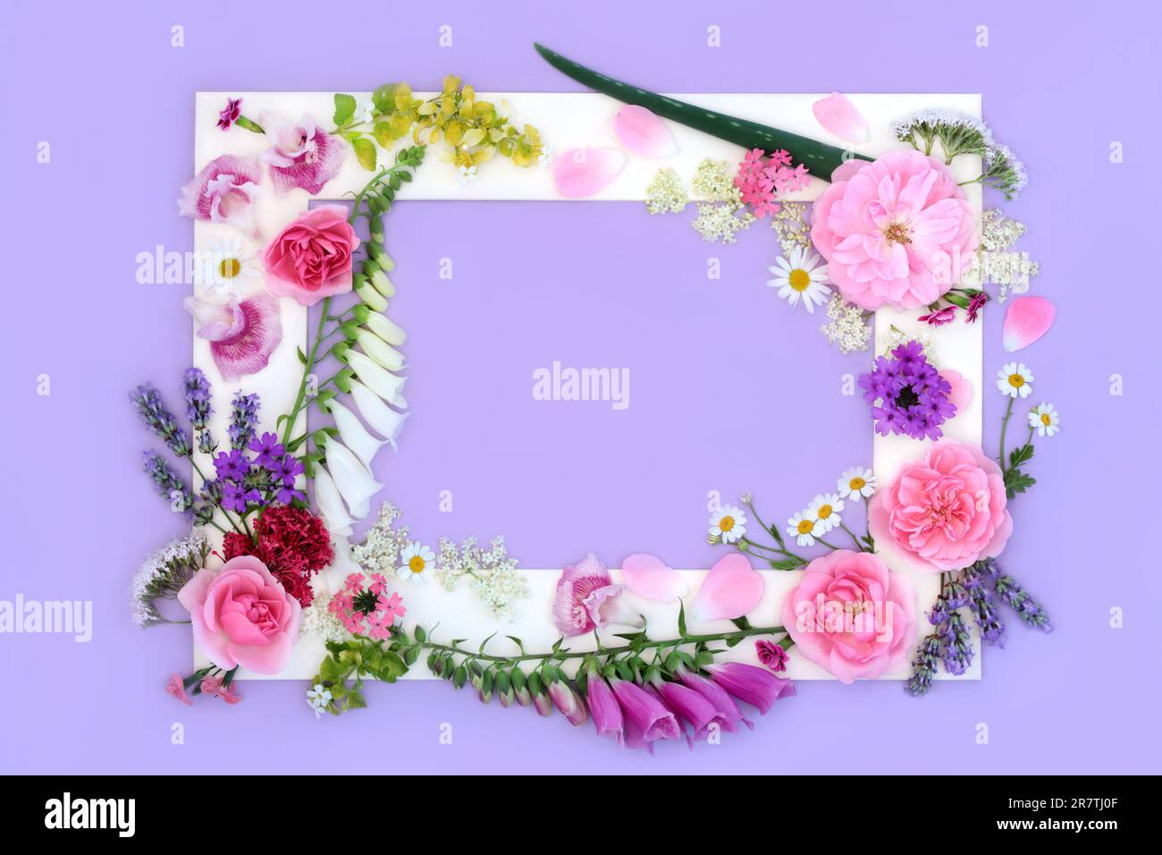 Medicinal summer flowers and wildflowers background frame with flora used in natural herbal medicine. Floral nature design with white border on purple Stock Photo