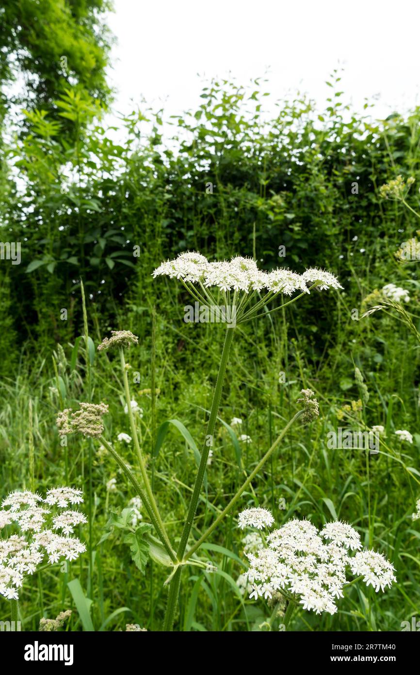 Giant Hogweed in flower on roadside verge, Lincolnshire, England, UK Stock Photo