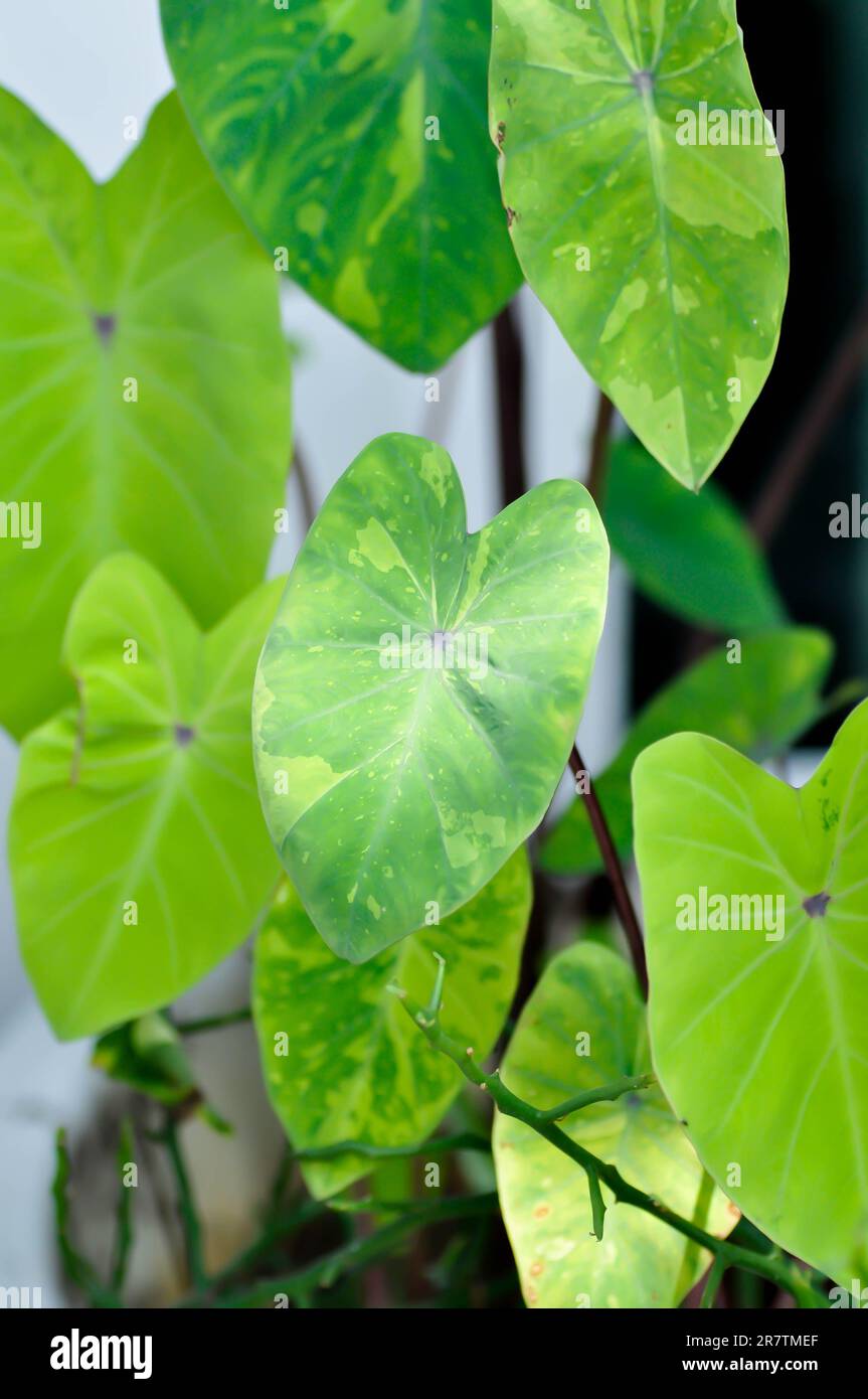 Colocasia esculenta, Lemon Lime Gecko or Colocasiaplant Stock Photo Alamy