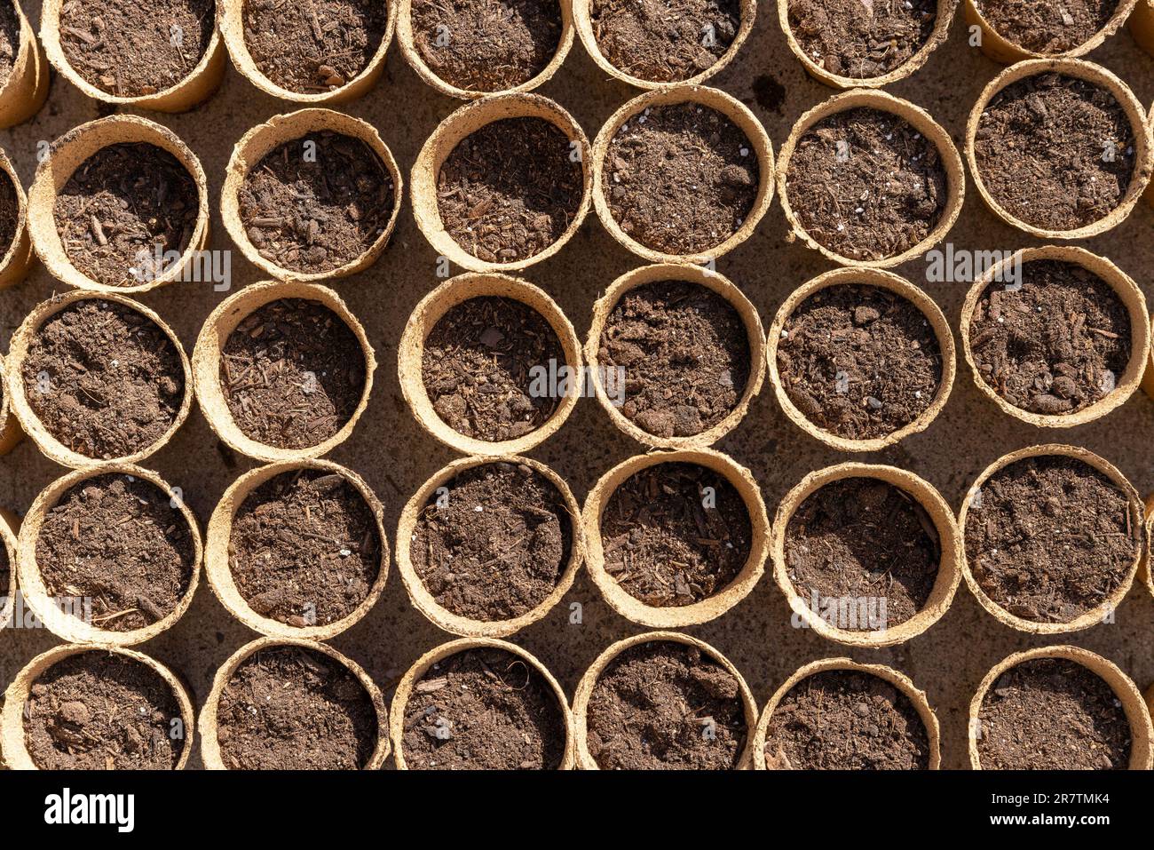 Rows of seeds and soil in small peat pots ready for planting Stock Photo