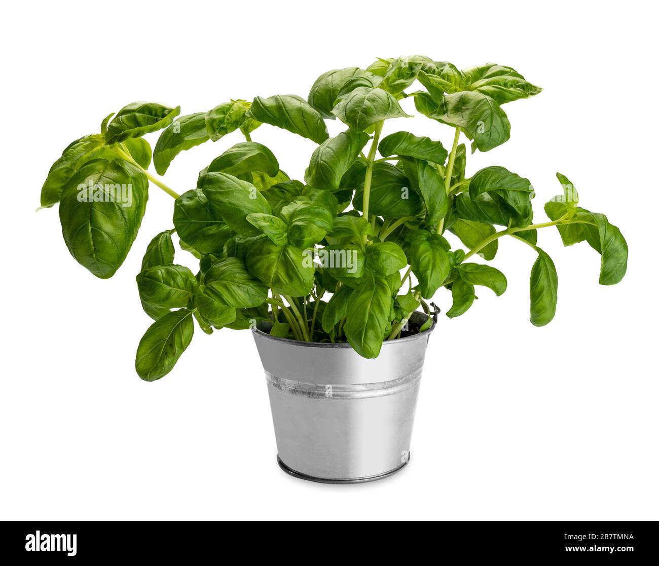Pond pot with basil plant with large green leaves, isolated on white