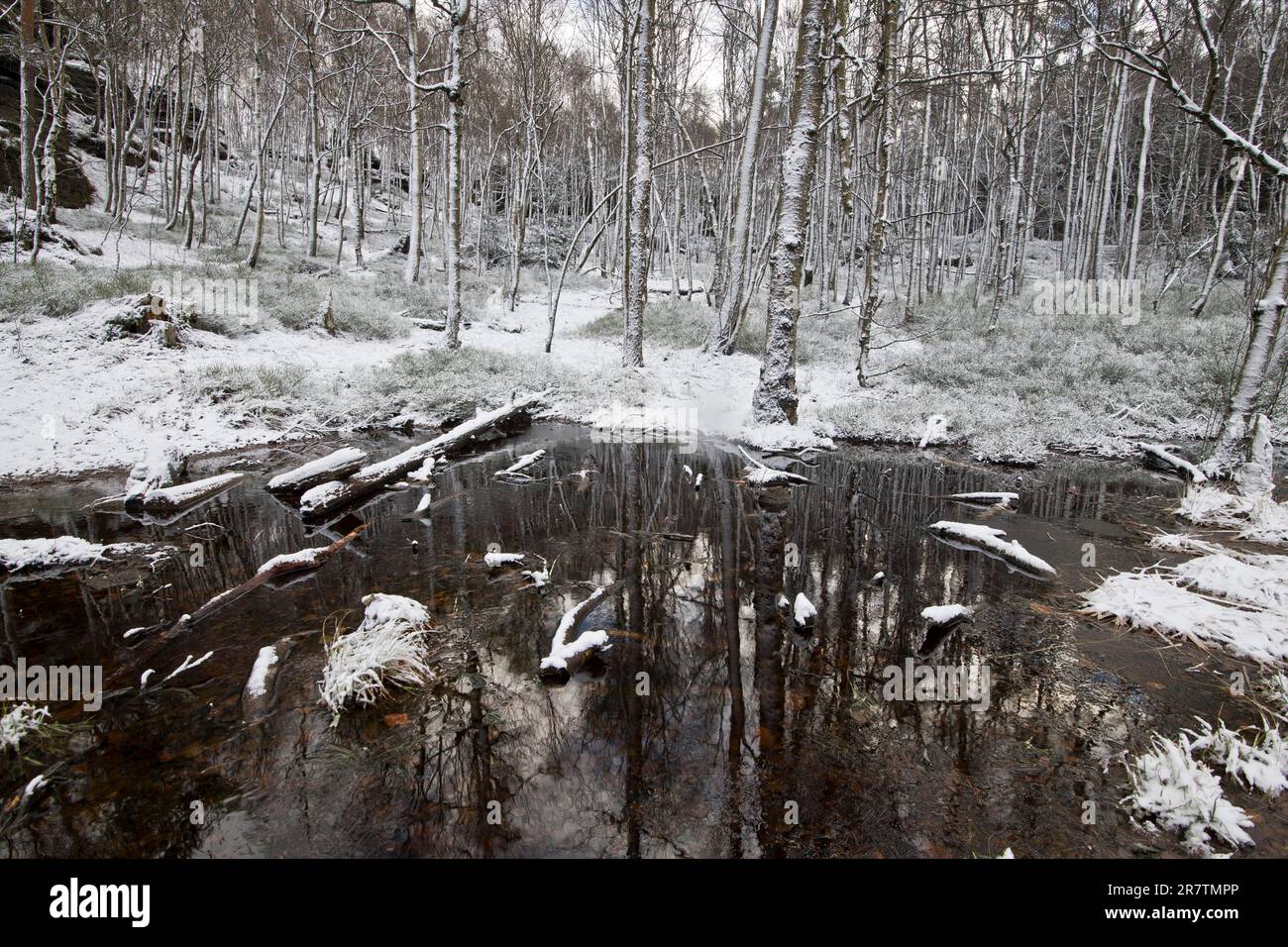 Wintery snowy forest on the Tyssa Walls, National Park Saxon Bohemian Switzerland, (Tiske steny), Elbe Sandstone Mountains, Hrensko, Decin, Czech Stock Photo